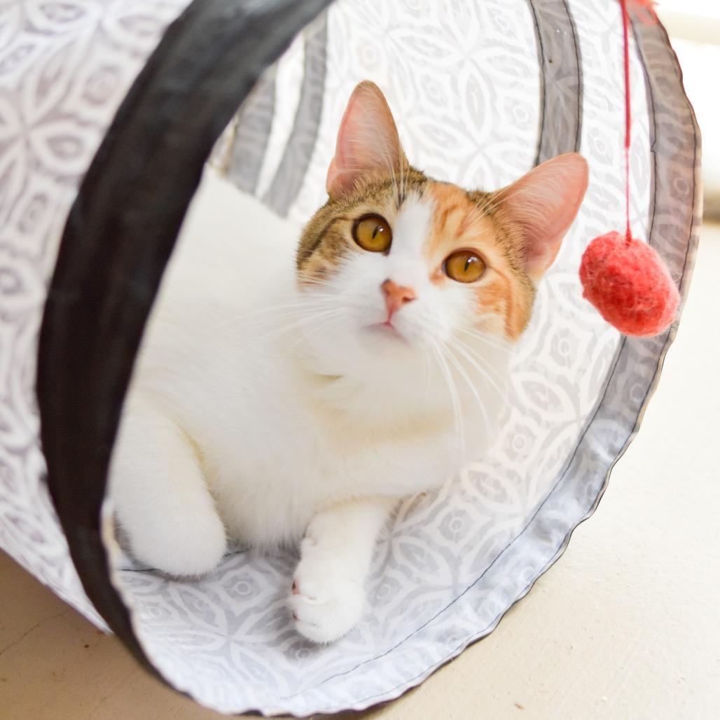 Agnes, Adoptable, Young Female Domestic Short Hair.