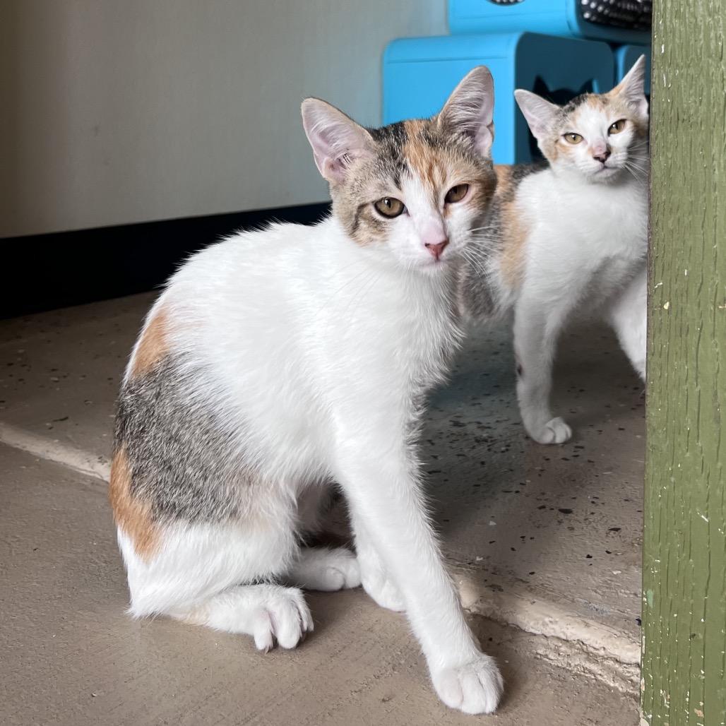 Agnes, Adoptable, Kitten Female Domestic Short Hair.