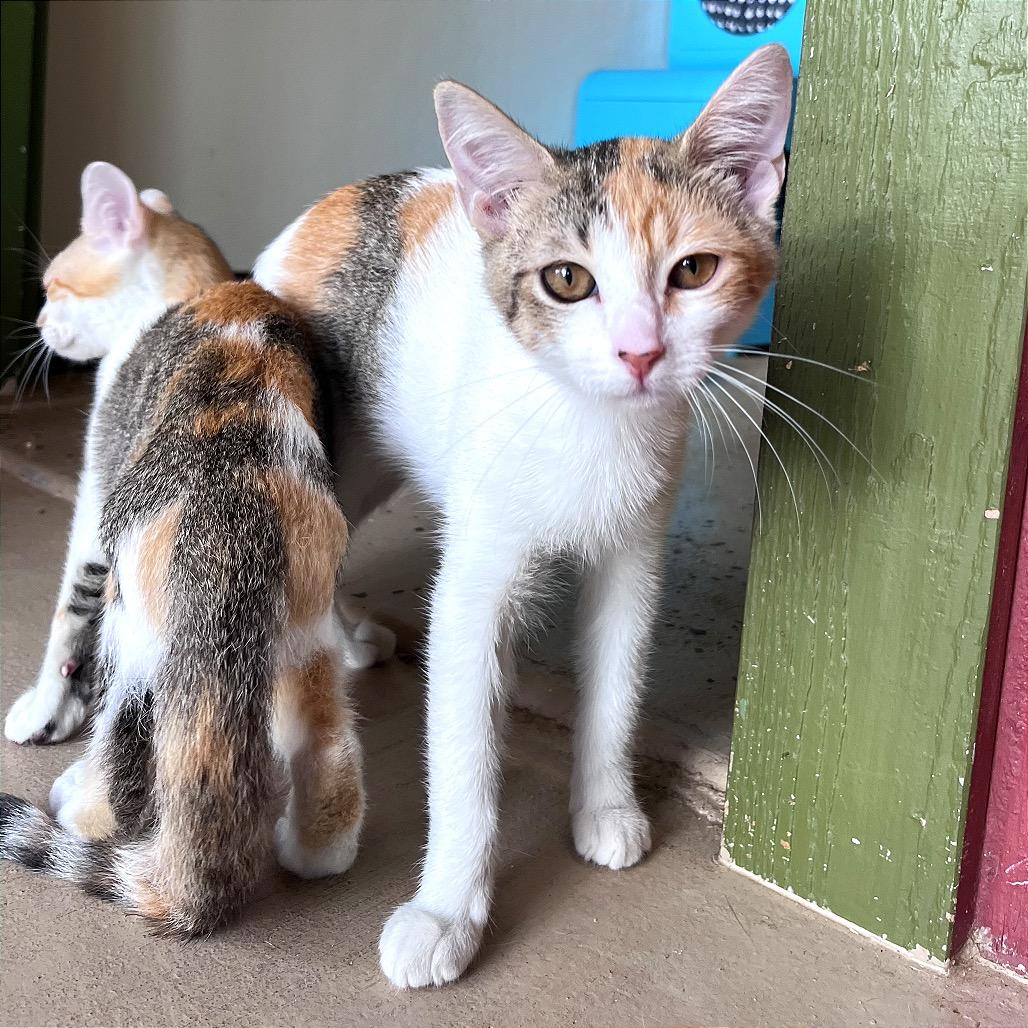 Agnes, a Adoptable Domestic Short Hair in Kailua Kona, HI image 2/5