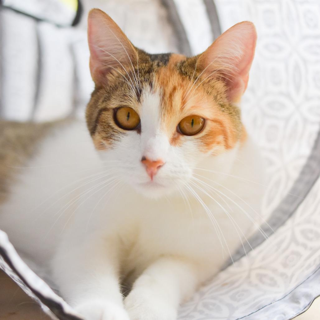 Enlarge Agnes, a Adoptable Domestic Short Hair in Kailua Kona, HI image 2/4