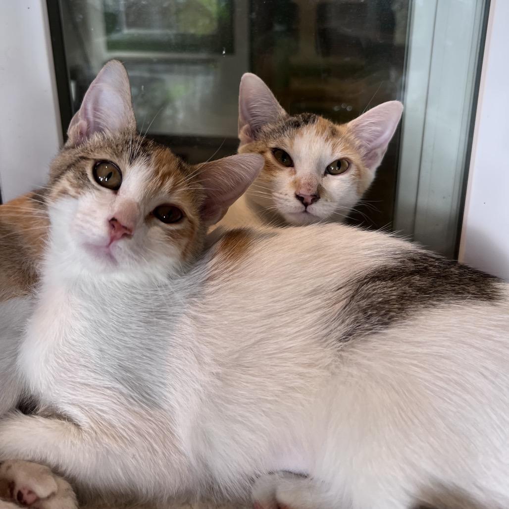 Agnes, a Adoptable Domestic Short Hair in Kailua Kona, HI image 3/5