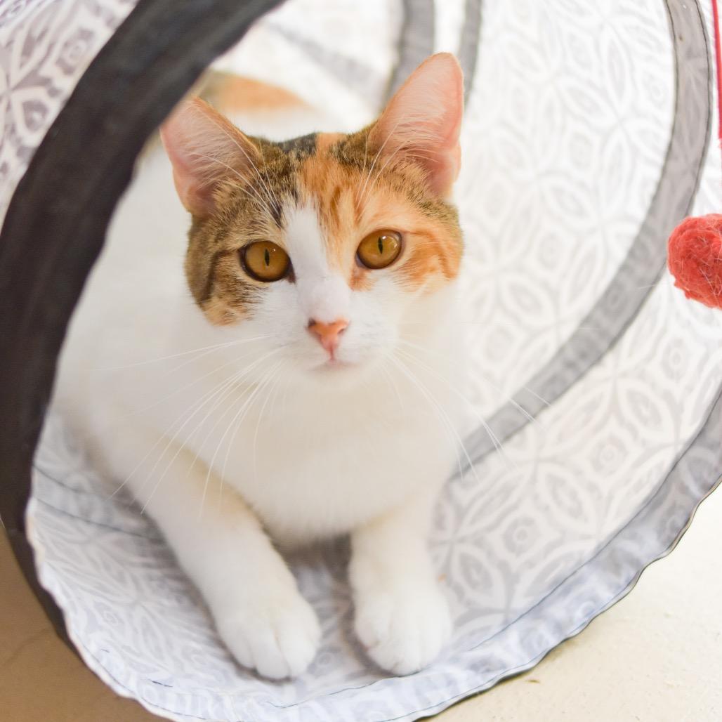 Enlarge Agnes, a Adoptable Domestic Short Hair in Kailua Kona, HI image 3/4