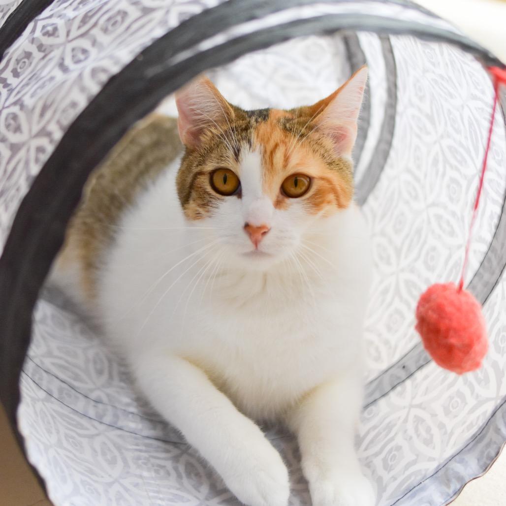 Enlarge Agnes, a Adoptable Domestic Short Hair in Kailua Kona, HI image 4/4