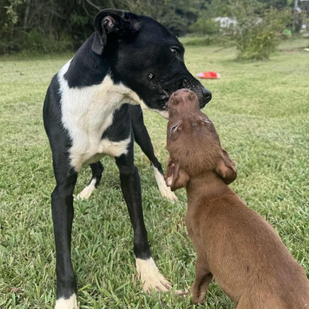 Enlarge Doug, a ADOPTABLE mixed breed in Simsbury, CT image 4/6