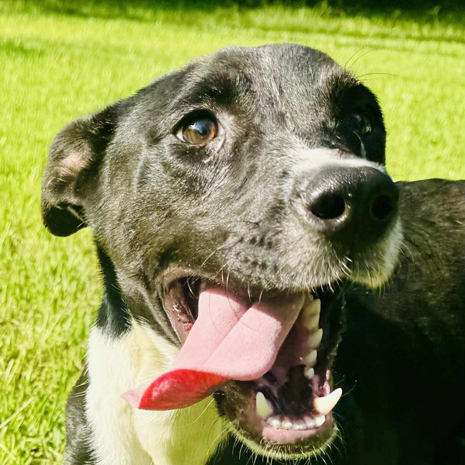 Enlarge Doug, a ADOPTABLE mixed breed in Simsbury, CT image 2/6