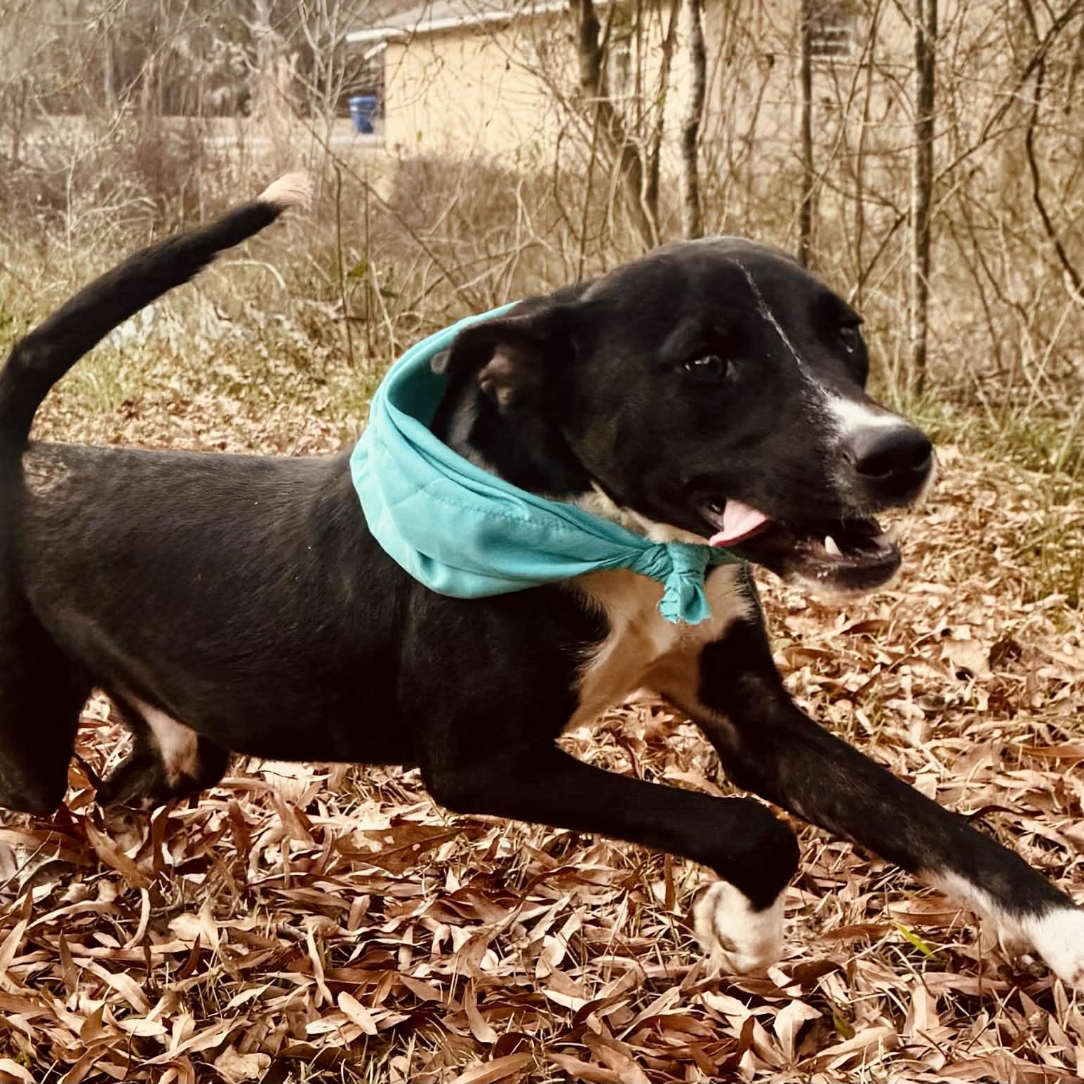 Enlarge Doug, a ADOPTABLE mixed breed in Simsbury, CT image 5/6