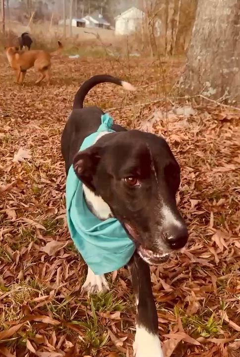 Enlarge Doug, a ADOPTABLE mixed breed in Simsbury, CT video 6/6