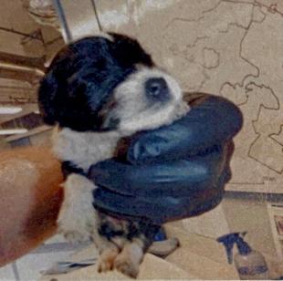 Shenzi, Adopted, Puppy Female Chihuahua.