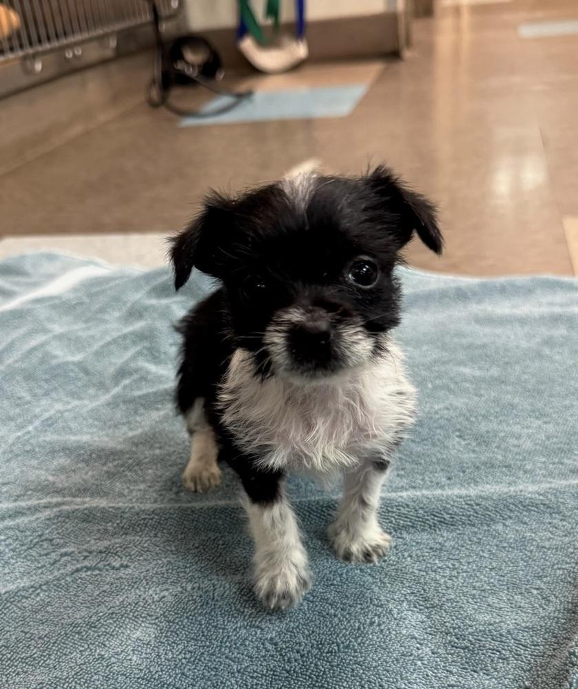 Shenzi, a Adopted Chihuahua in Pacifica, CA image 2/3