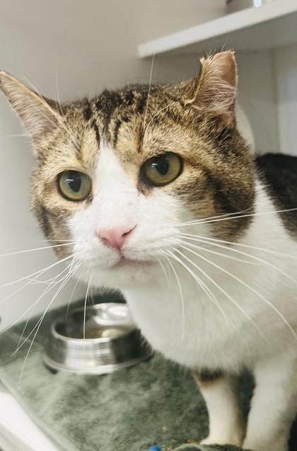 Enlarge Bubby (Pounce Cat Cafe), a Adoptable mixed breed in Savannah, GA image 1/3
