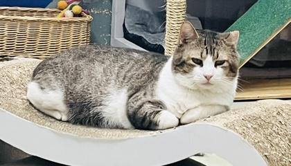 Enlarge Bubby (Pounce Cat Cafe), a Adoptable mixed breed in Savannah, GA image 2/3