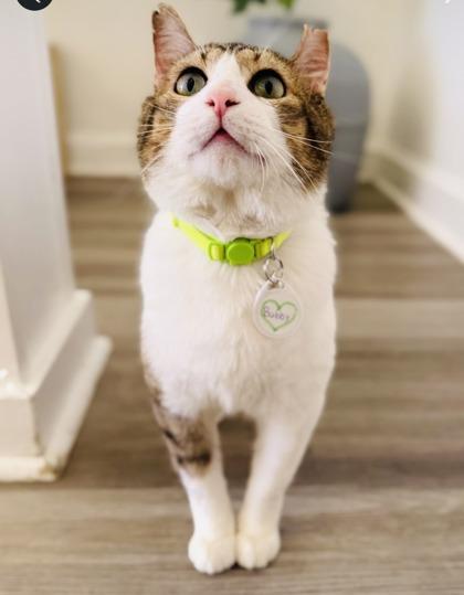 Enlarge Bubby (Pounce Cat Cafe), a Adoptable mixed breed in Savannah, GA image 3/3