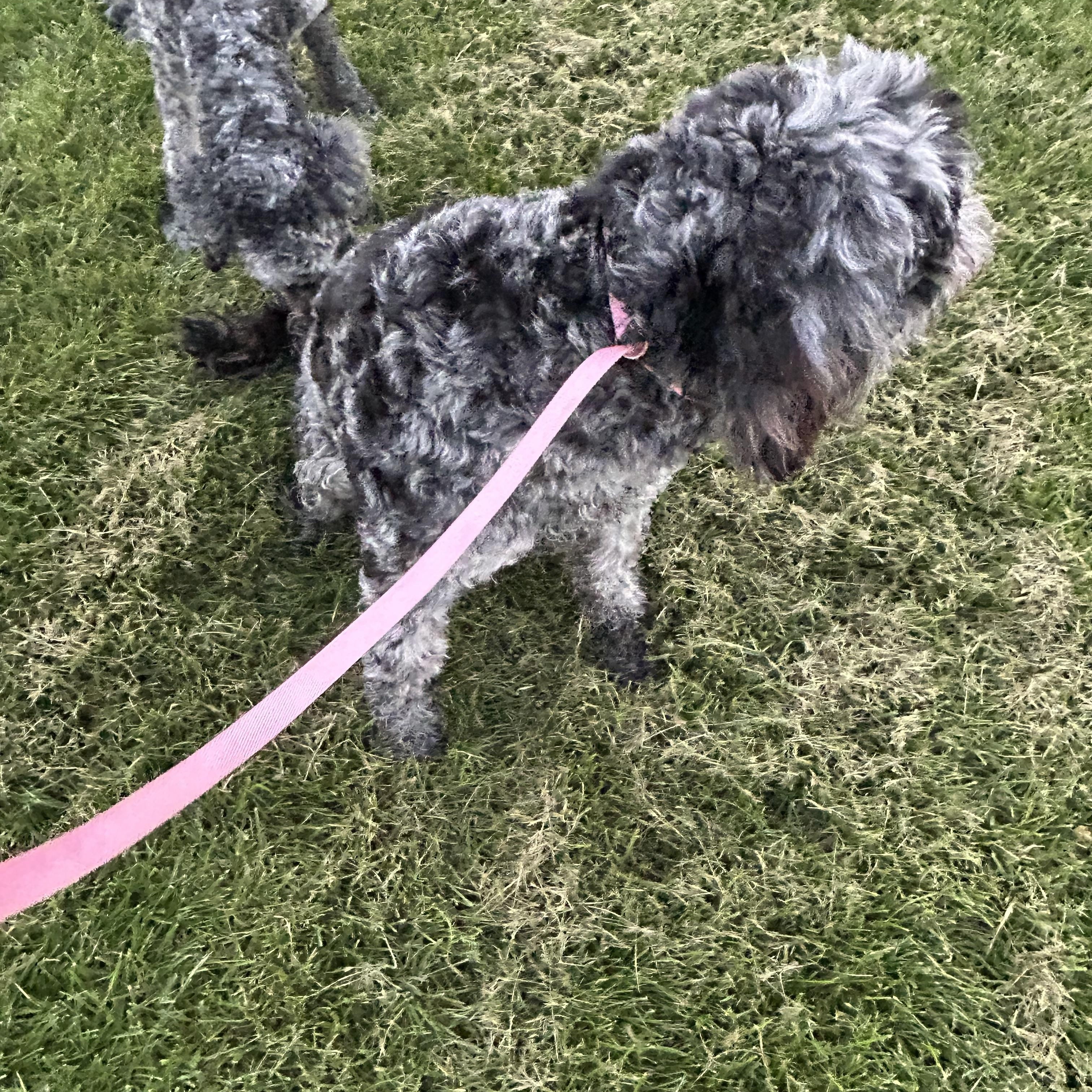 Enlarge Roxy 52 lbs, a Adoptable Goldendoodle in Maumee , OH image 3/6