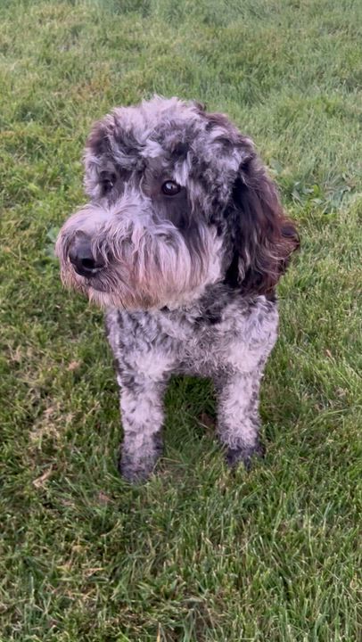 Enlarge Roxy 52 lbs, a Adoptable Goldendoodle in Maumee , OH video 5/6
