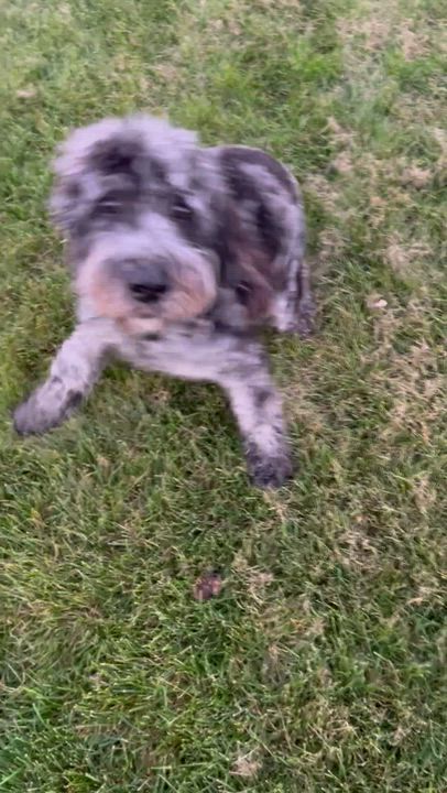 Enlarge Roxy 52 lbs, a Adoptable Goldendoodle in Maumee , OH video 6/6
