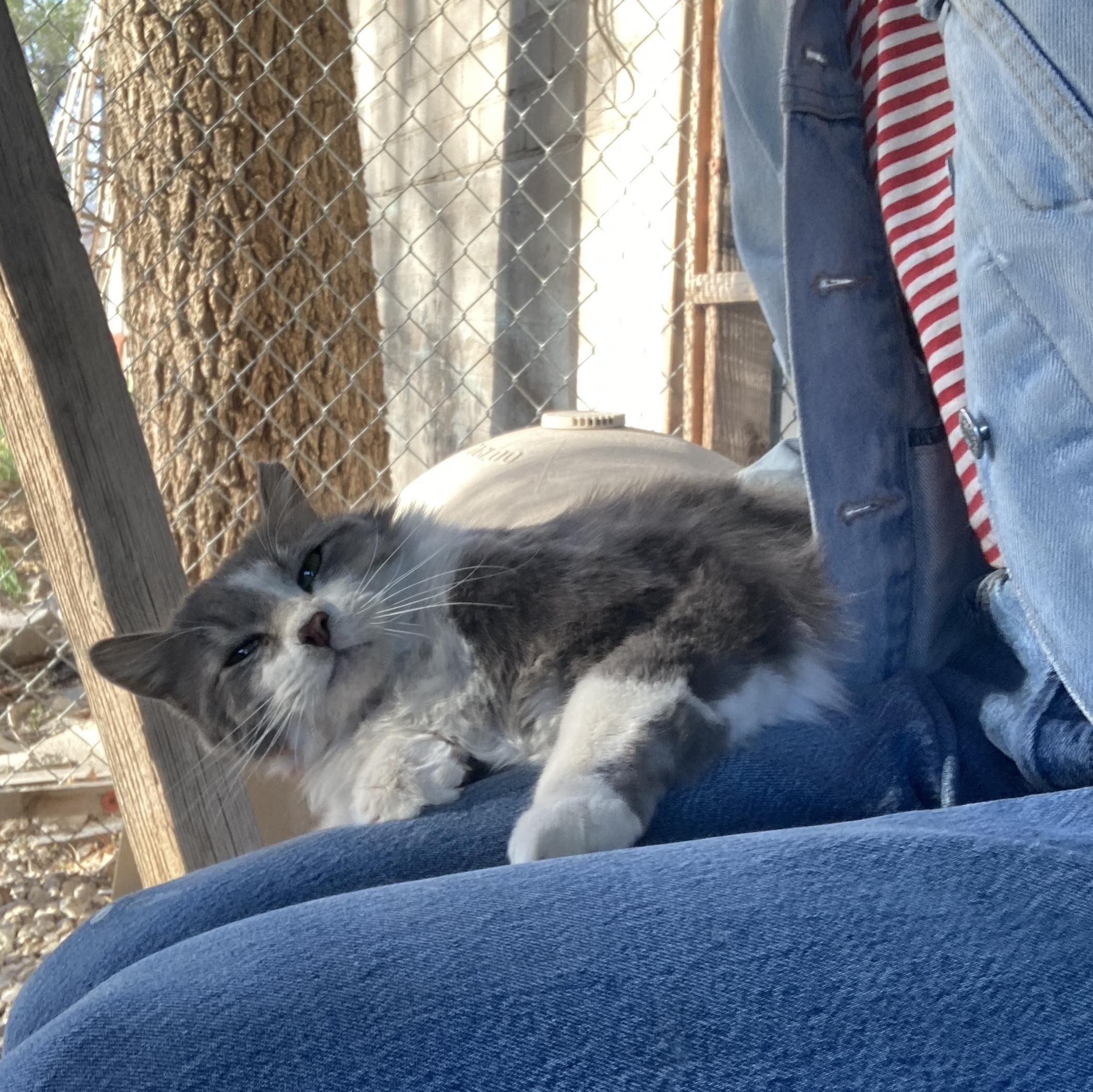 Enlarge Caleb, a ADOPTABLE Domestic Long Hair in Roswell, NM image 3/3