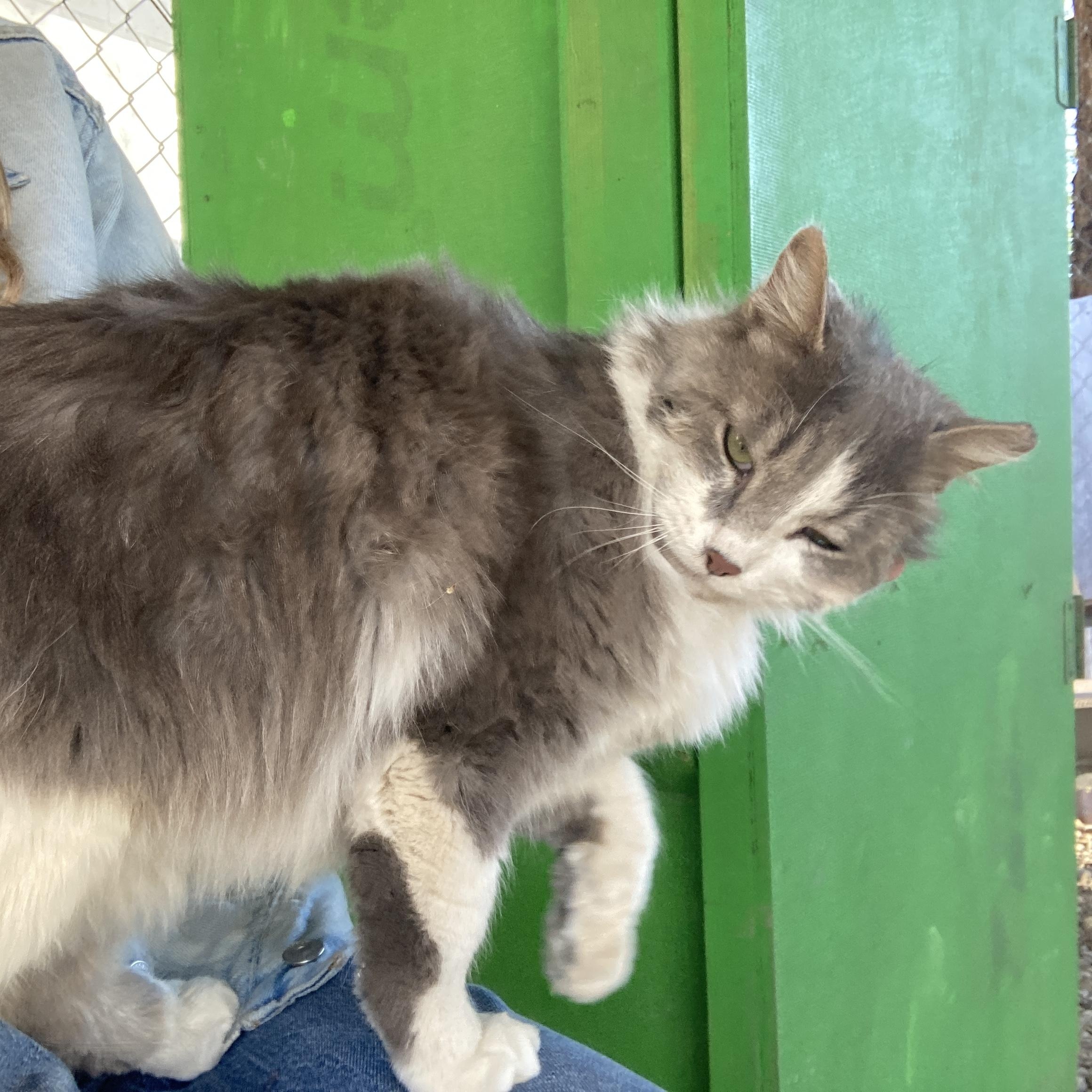 Enlarge Caleb, a ADOPTABLE Domestic Long Hair in Roswell, NM image 2/3