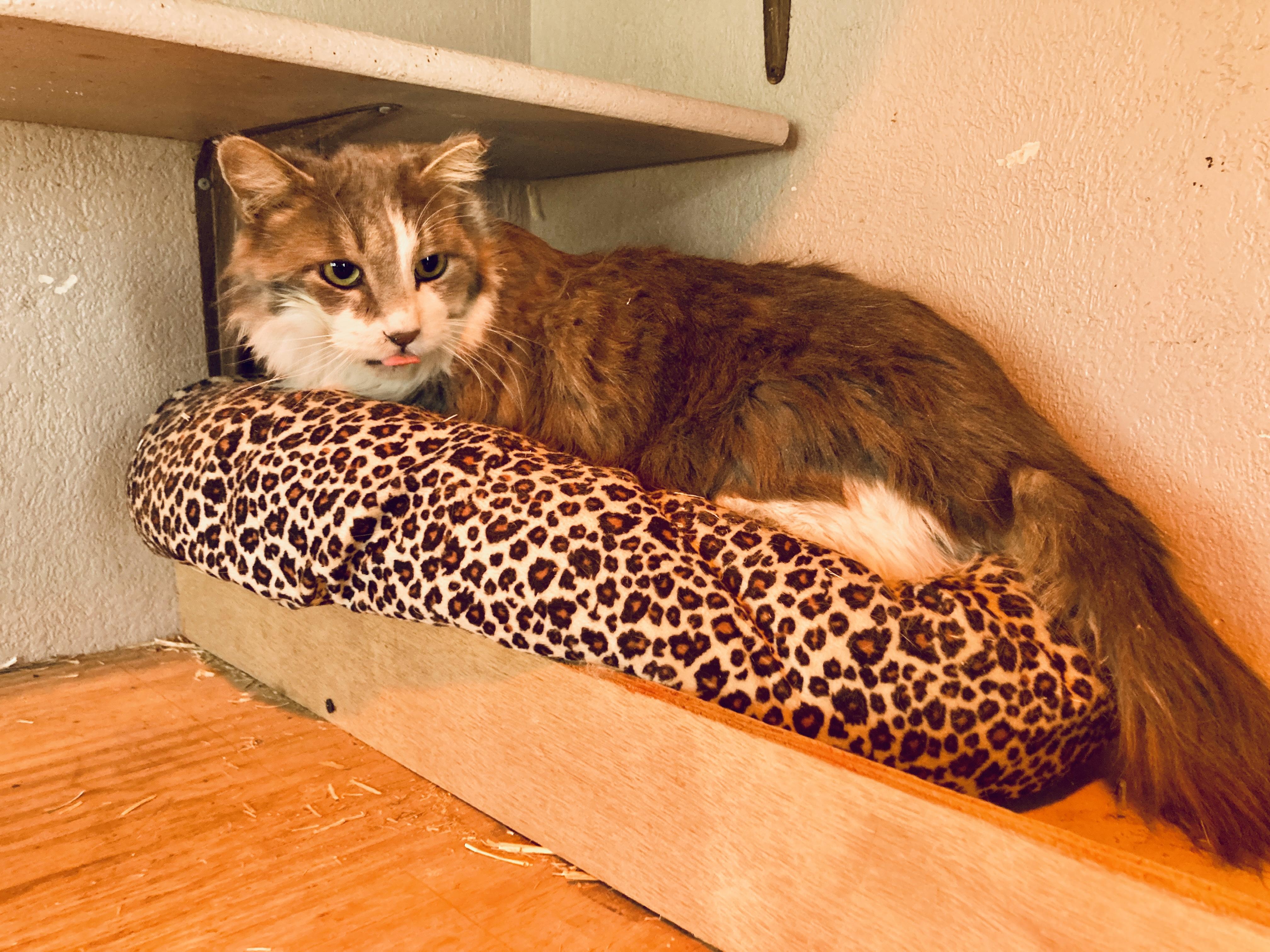 Caleb, ADOPTABLE, Adult Male Domestic Long Hair.