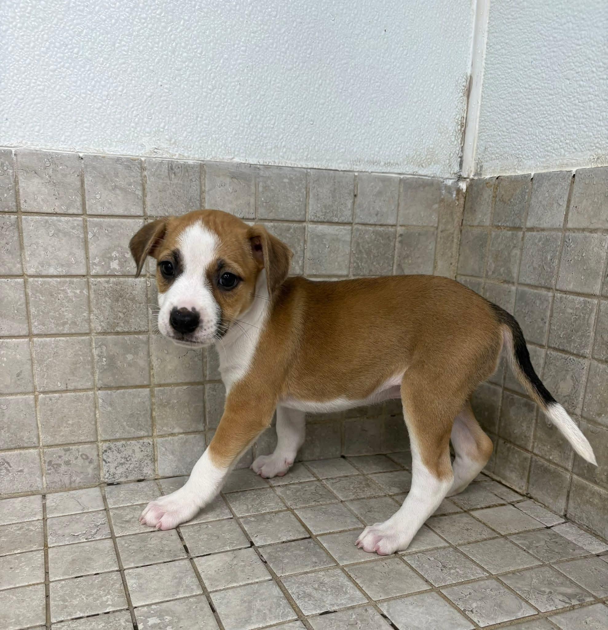 CAMMIE. tinycauseadopt@gmail.com
