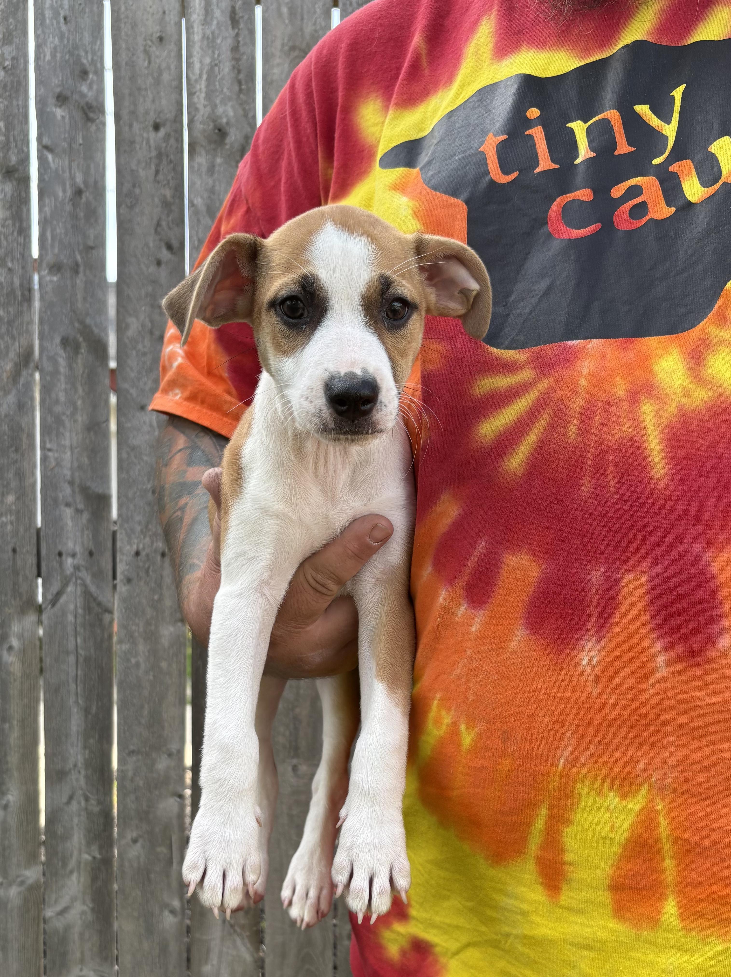 CAMMIE. tinycauseadopt@gmail.com