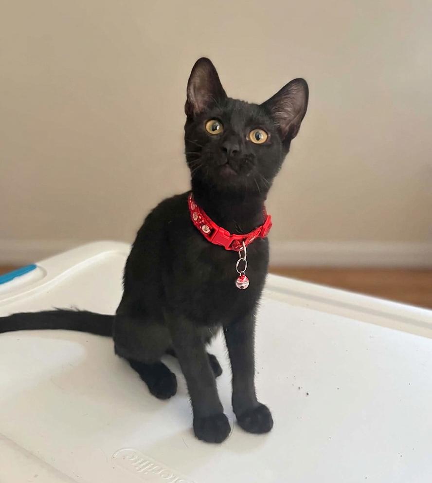 Raven - Total sweetheart, adopted, Kitten Female American Shorthair.