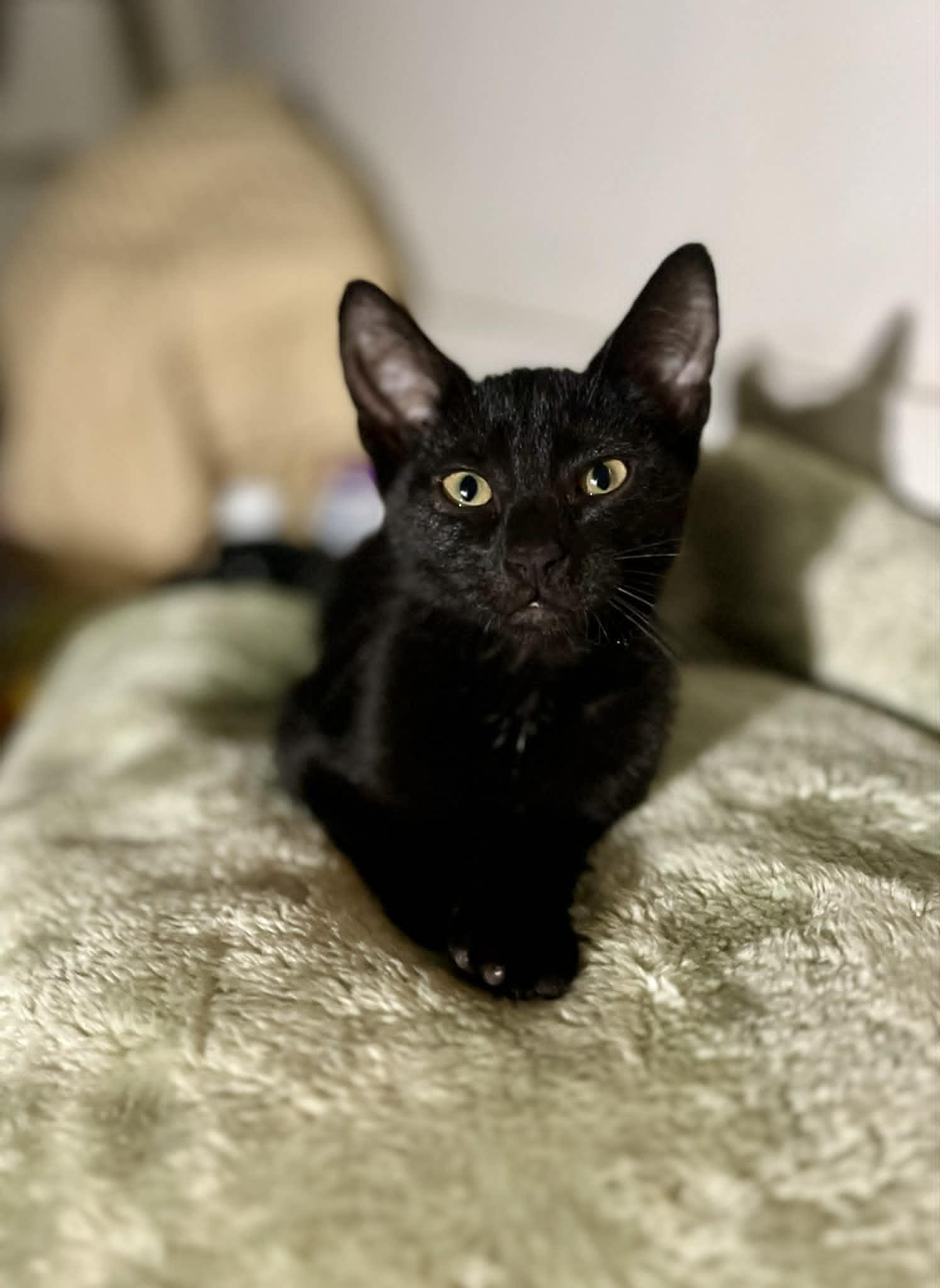Raven - Total sweetheart, an adopted American Shorthair in Knoxville, TN image 2/6