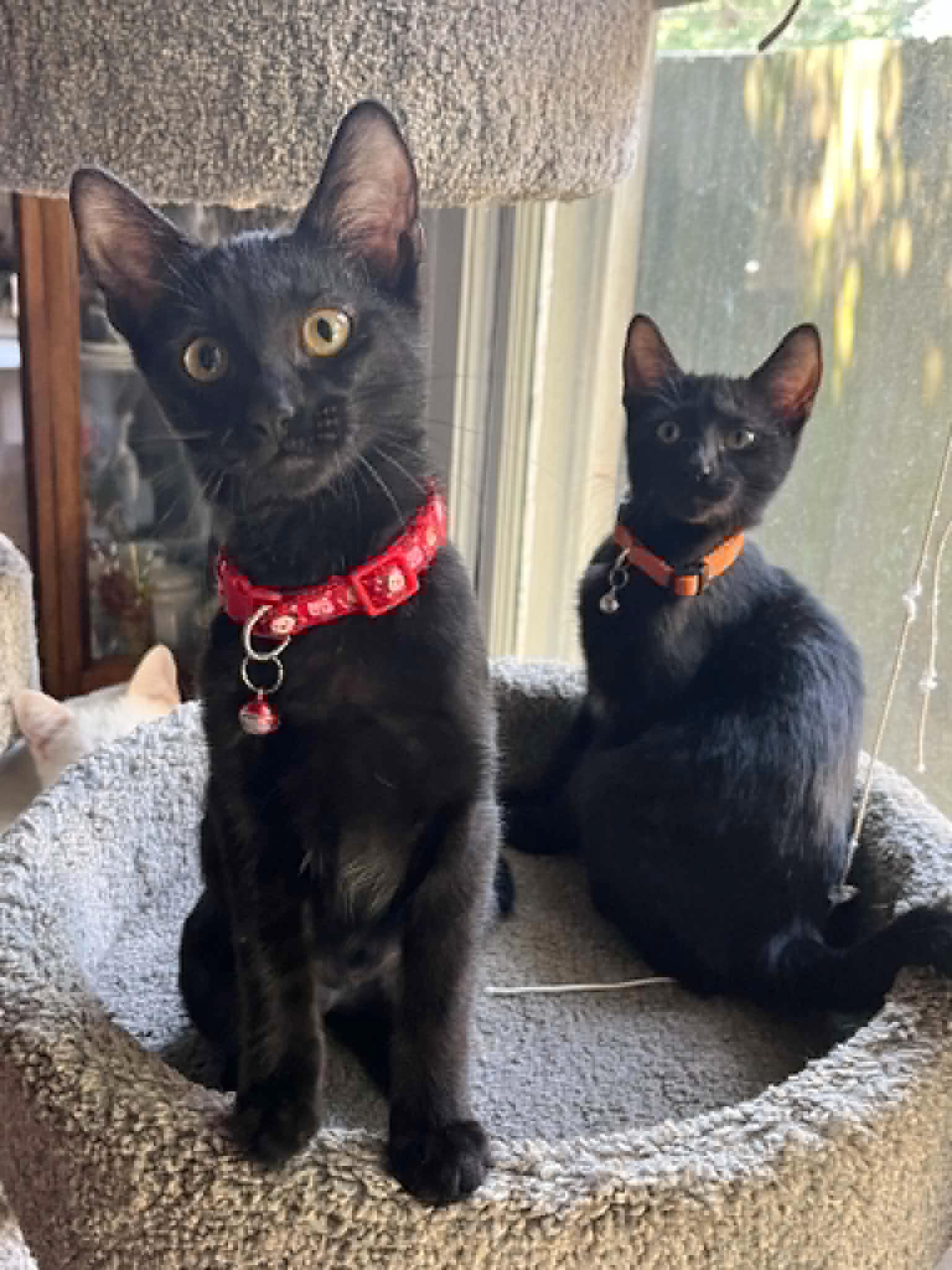Raven - Total sweetheart, an adopted American Shorthair in Knoxville, TN image 5/6
