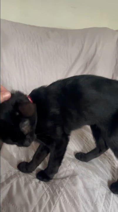 Enlarge Raven - Total sweetheart, an adopted American Shorthair in Knoxville, TN video 6/6
