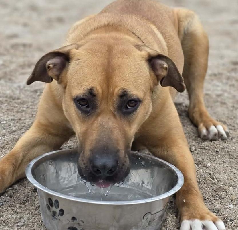 Chanel, Adoptable, Young Female Mixed Breed.