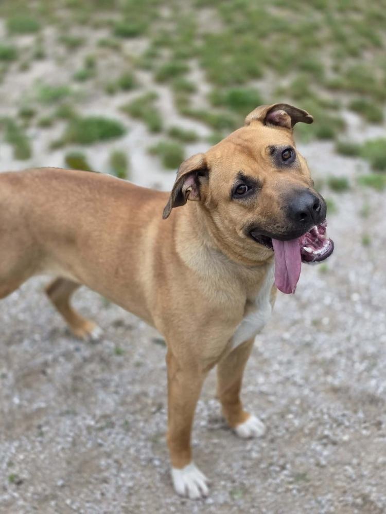 Chanel, a Adoptable mixed breed in Grand Rapids, MI image 2/4