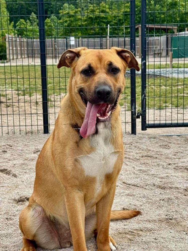 Chanel, a Adoptable mixed breed in Grand Rapids, MI image 3/4