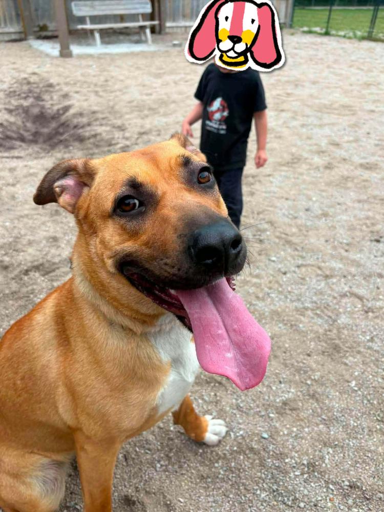 Chanel, a Adoptable mixed breed in Grand Rapids, MI image 4/4
