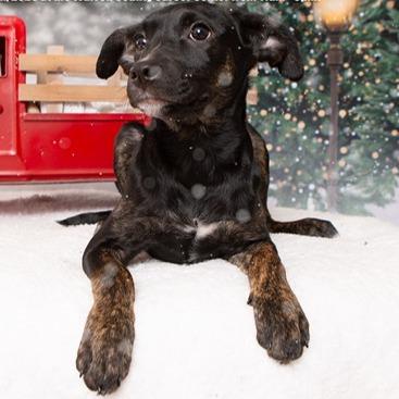 Decker, Adoptable, Puppy Female Labrador Retriever.