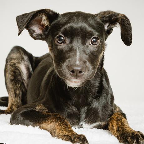 Decker, Adoptable, Puppy Female Labrador Retriever.