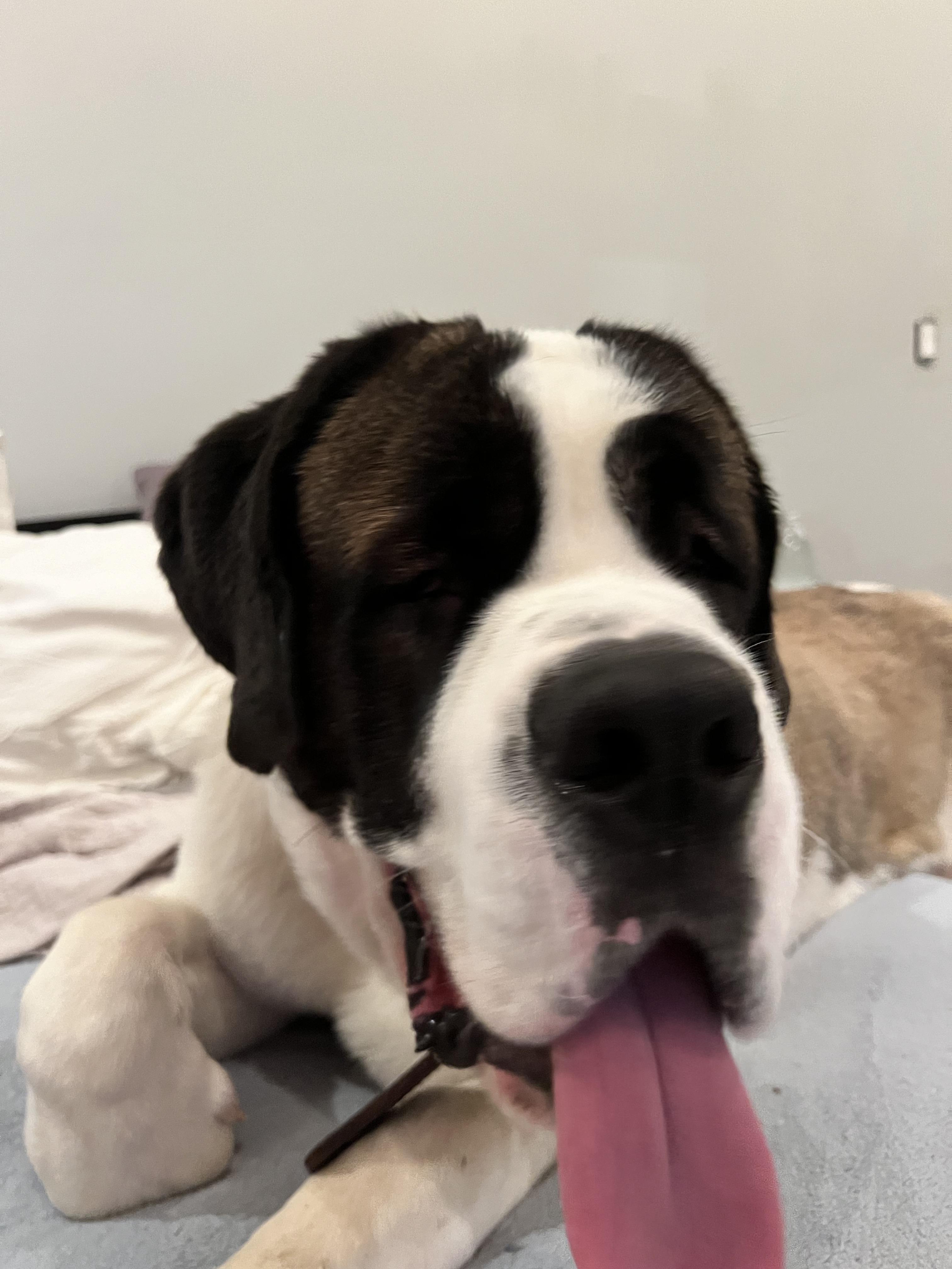 Enlarge Enzo, a Adopted Saint Bernard in Bellflower, CA image 4/6