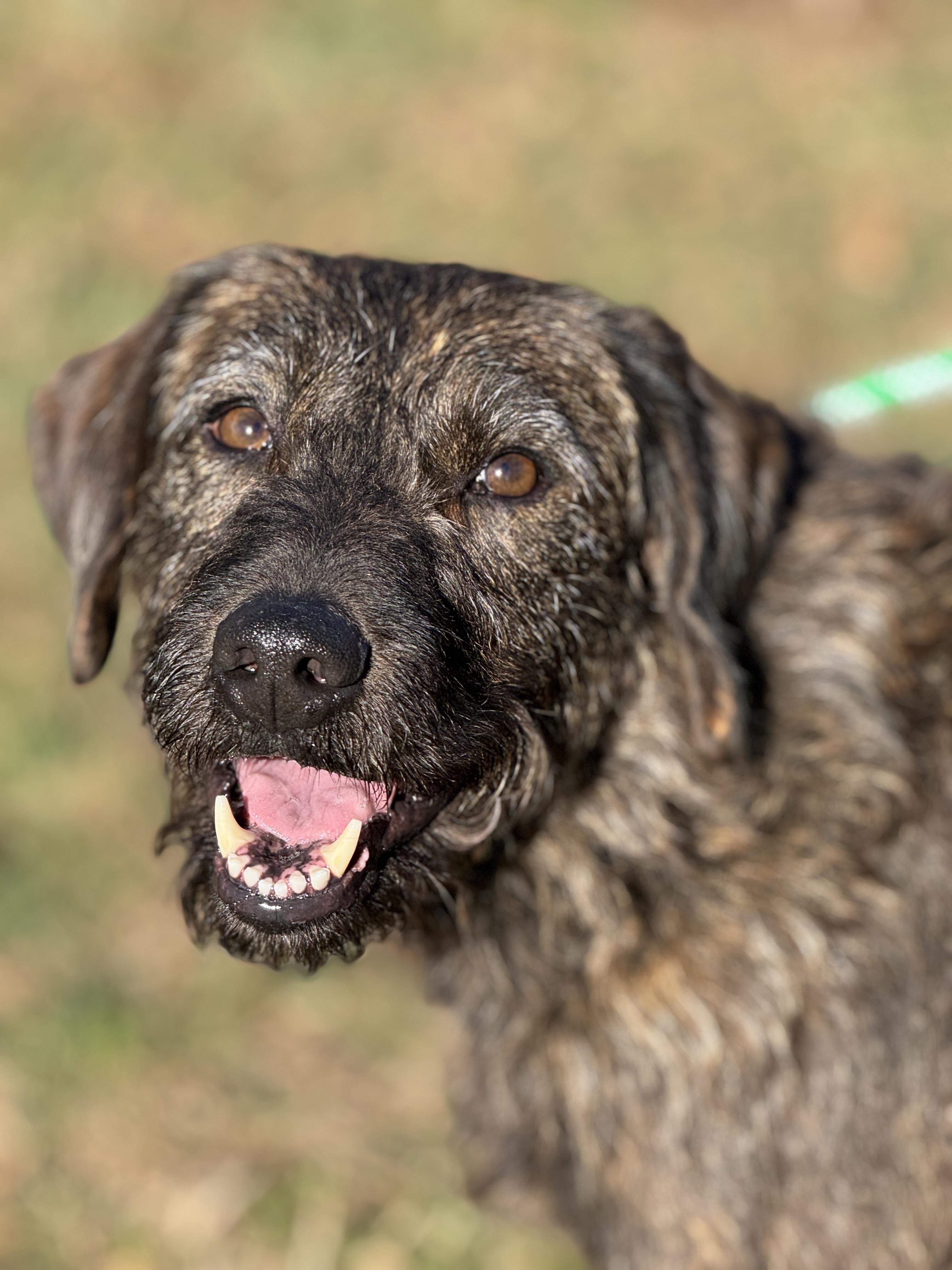 Hickory, ADOPTABLE, Young Male Terrier & Irish Wolfhound.