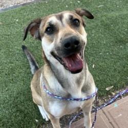 Michelle, Adoptable, Adult Female Labrador Retriever.