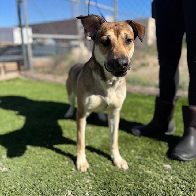 Enlarge Michelle, a Adoptable mixed breed in Bullhead City, AZ image 1/1