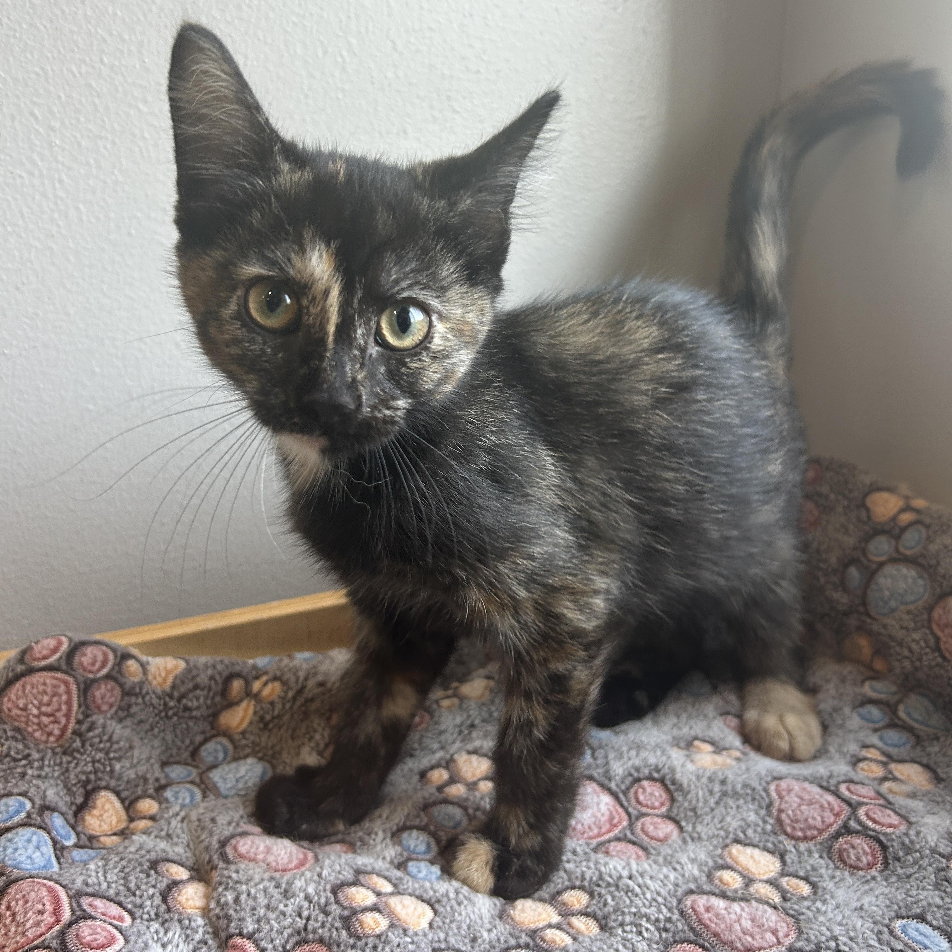 Trixie, ADOPTABLE, Kitten Female American Shorthair.
