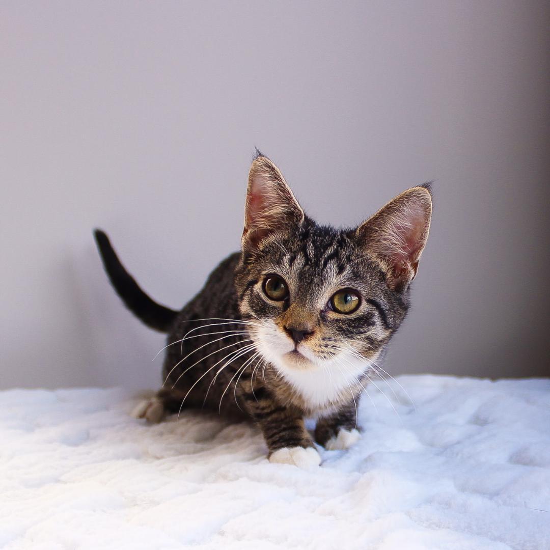 Bentley, a Adoptable Tabby in Wayne, NJ image 1/3