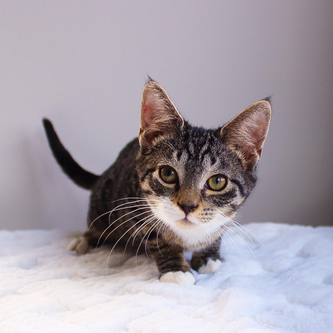 Bentley, a Adoptable Tabby in Wayne, NJ image 2/3