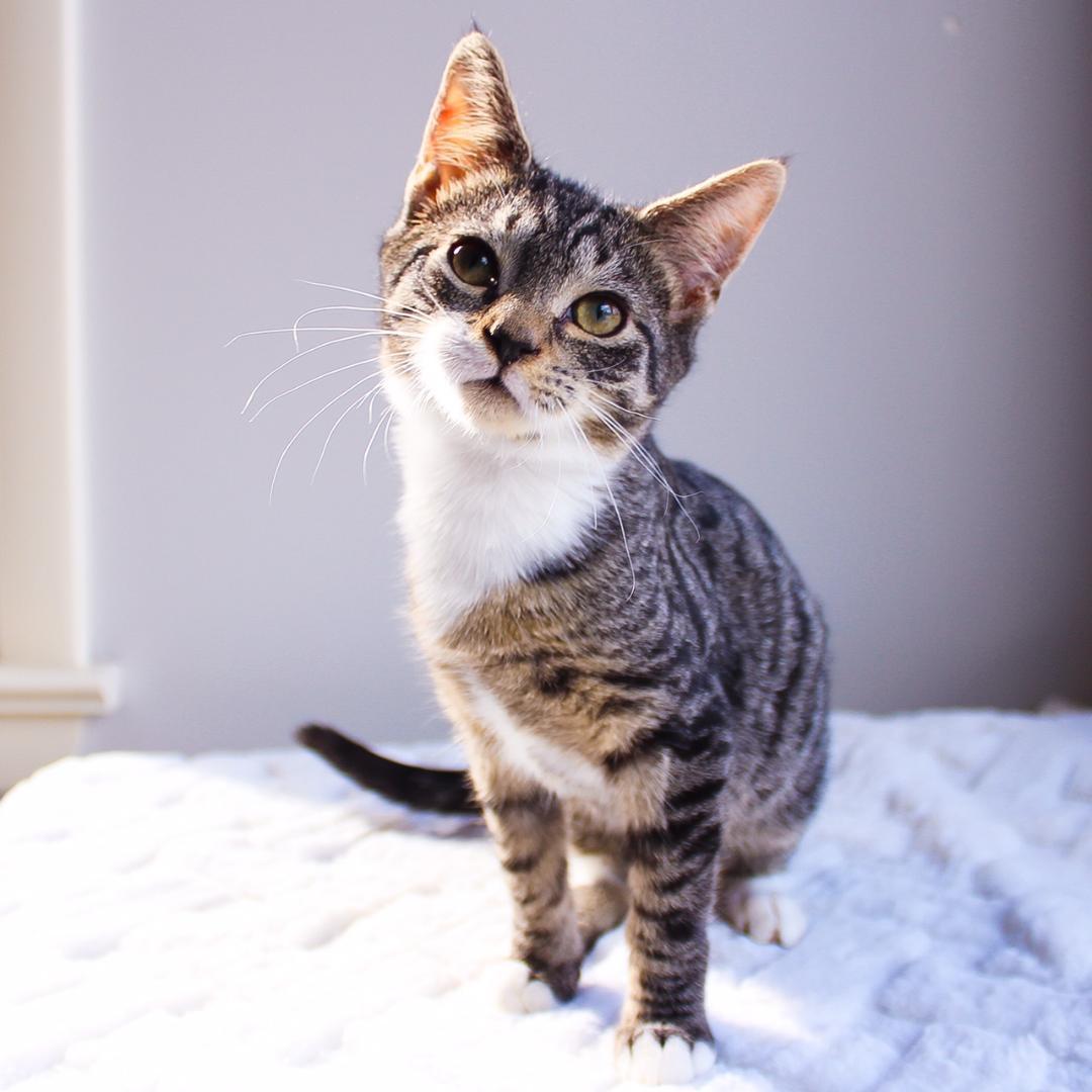 Bentley, a Adoptable Tabby in Wayne, NJ image 3/3