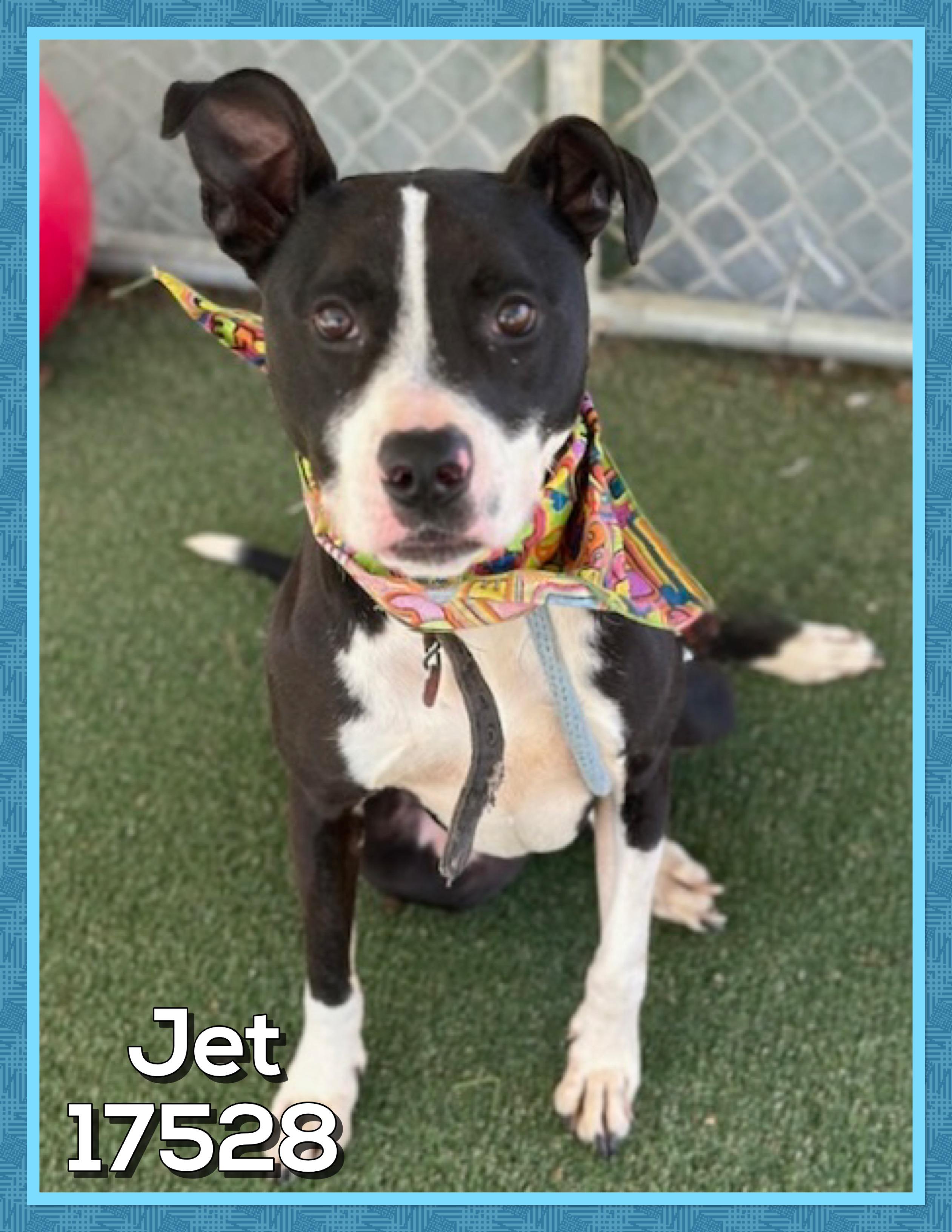 Enlarge JET, a ADOPTABLE mixed breed in Marietta, GA image 4/4