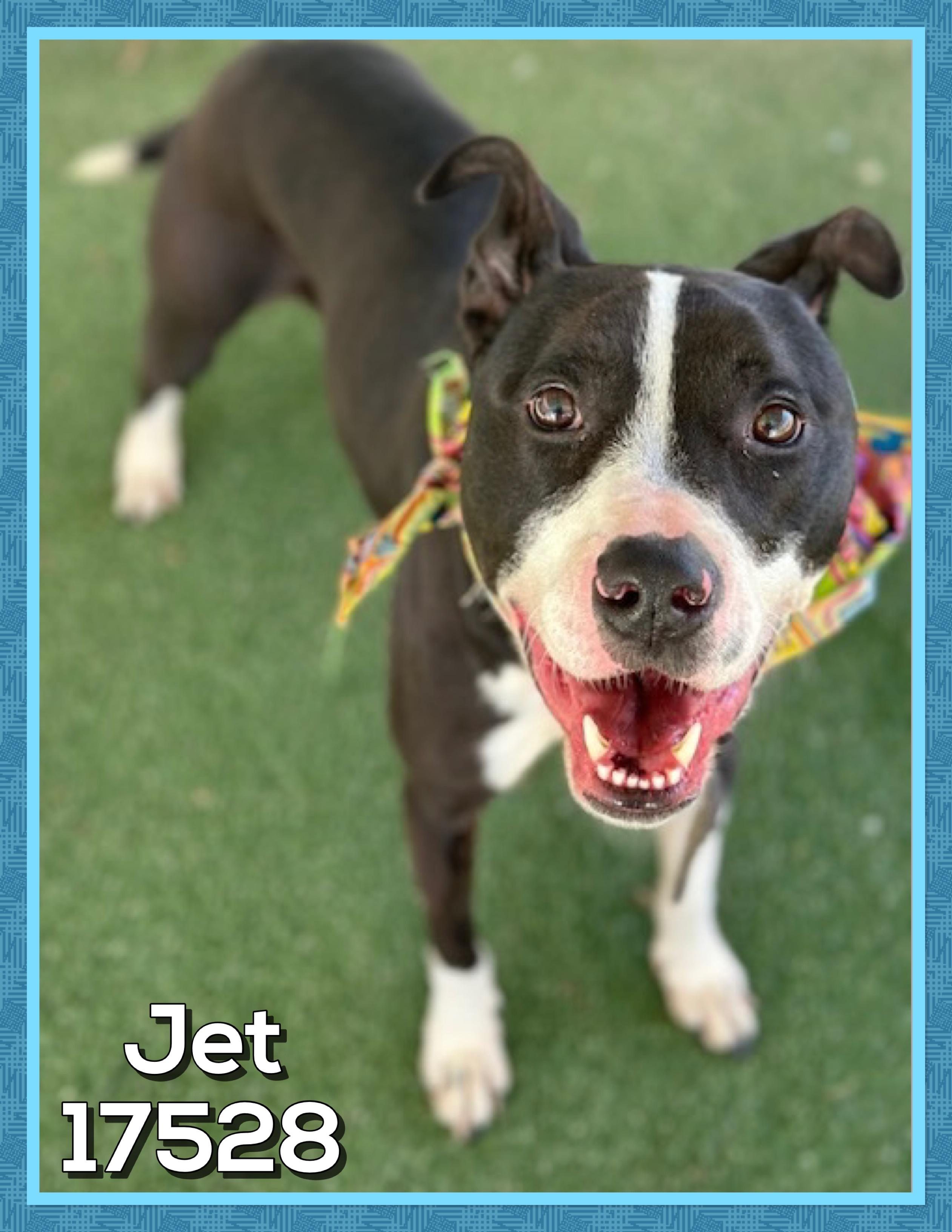 Enlarge JET, a ADOPTABLE mixed breed in Marietta, GA image 2/4