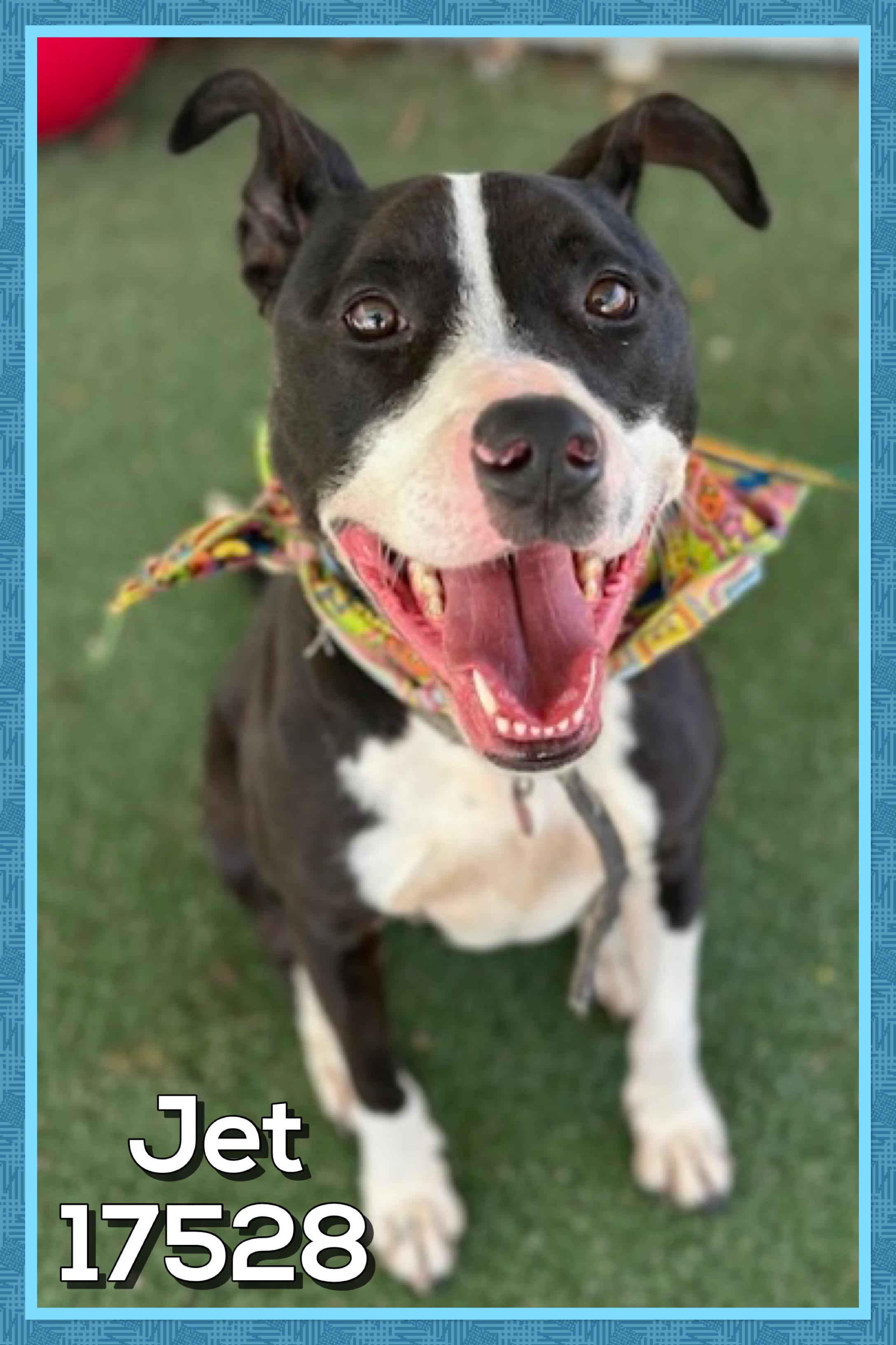 Enlarge JET, a ADOPTABLE mixed breed in Marietta, GA image 1/4