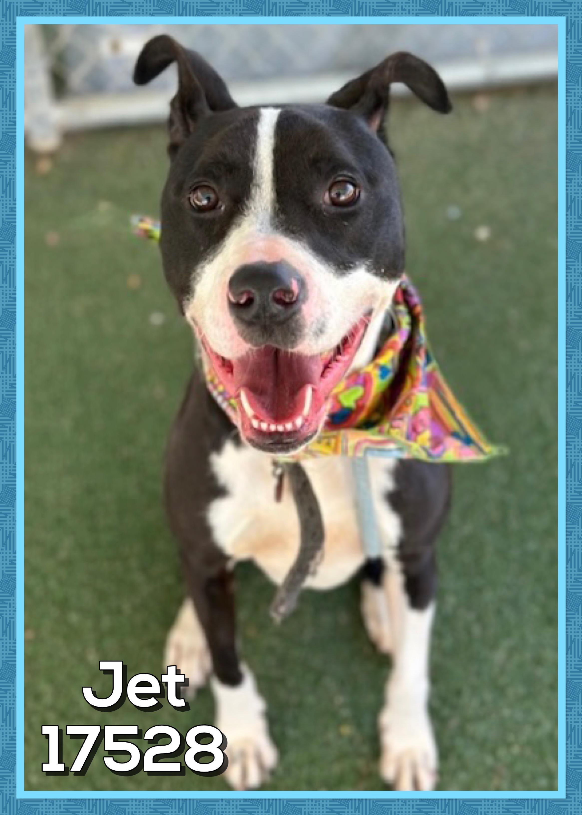 Enlarge JET, a ADOPTABLE mixed breed in Marietta, GA image 3/4