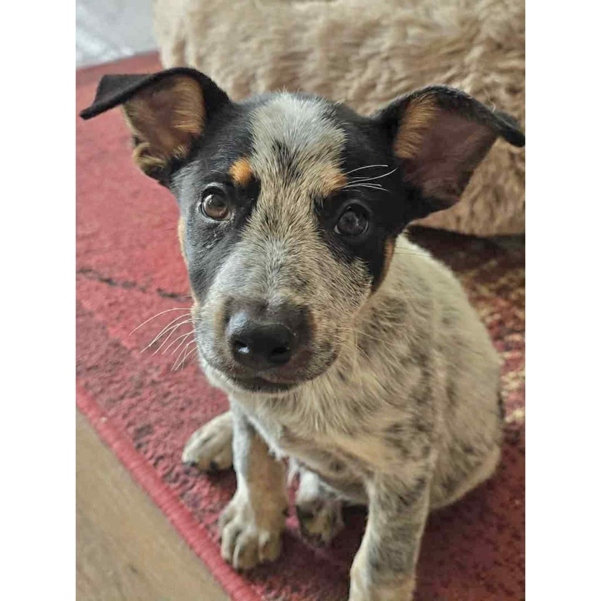 Sterling