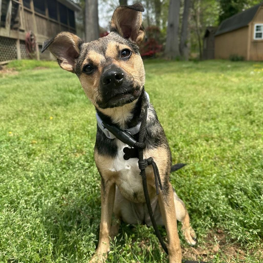 Miles, a Adoptable mixed breed in Durham, NC image 1/6