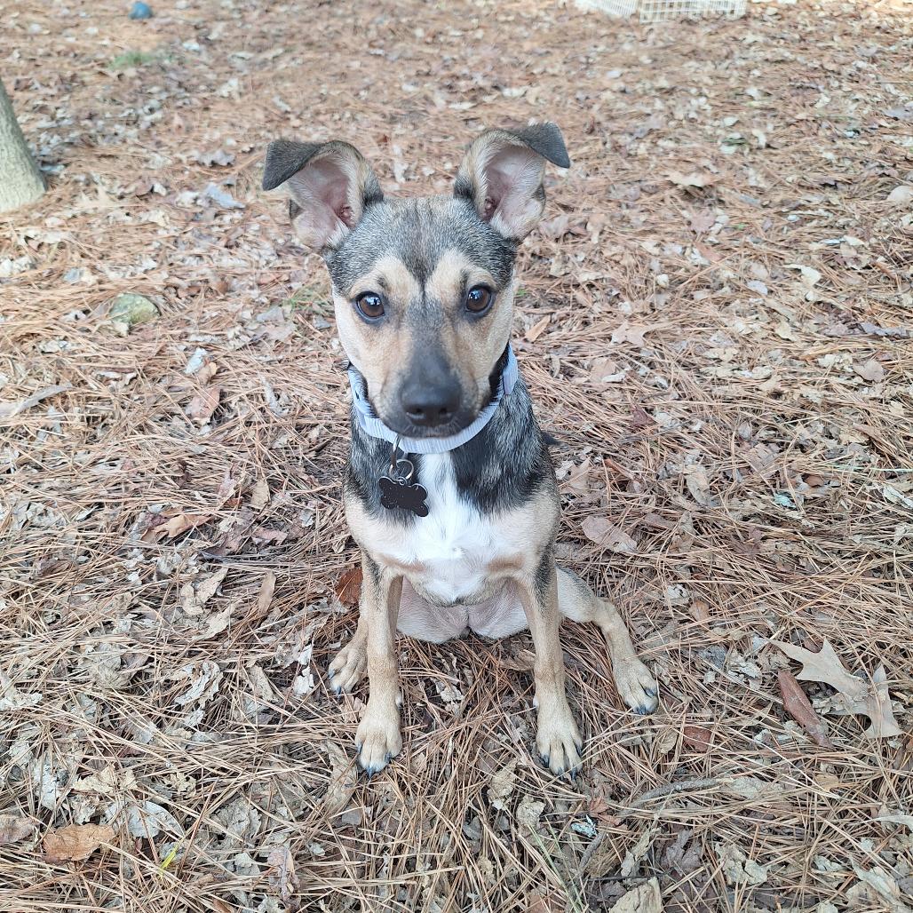 Miles, a Adoptable mixed breed in Durham, NC image 2/6