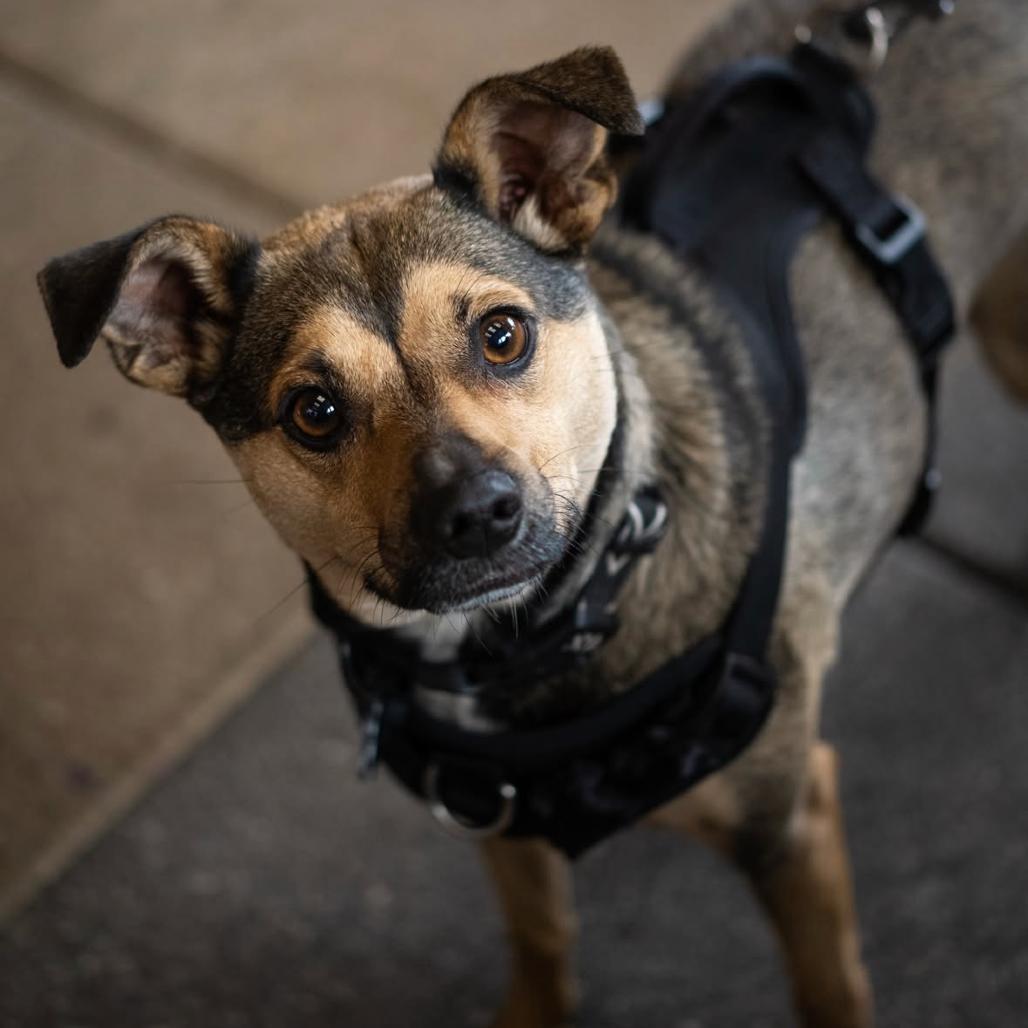 Miles, a Adoptable mixed breed in Durham, NC image 3/6